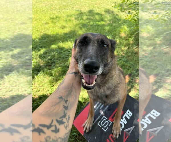 Medium Photo #10 Mutt Puppy For Sale in Stevens Point, WI, USA