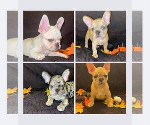 French Bulldog Puppy for sale in ATLANTA, GA, USA