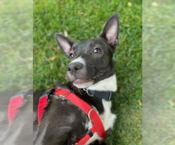 Medium Photo #6 American Pit Bull Terrier-Unknown Mix Puppy For Sale in Stevens Point, WI, USA