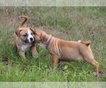 Small Photo #8 American Pit Bull Terrier Puppy For Sale in NAPLES, FL, USA