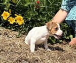 Small #3 Jack Russell Terrier