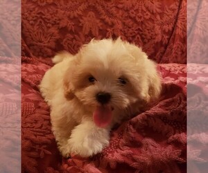 Lhasa Apso Puppy for sale in TARRYTOWN, NY, USA