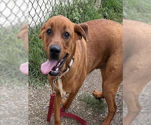 Redbone Coonhound-Saint Bernard Mix Dogs for adoption in Center Township, PA, USA