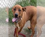 Small Redbone Coonhound-Saint Bernard Mix