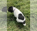 Small Photo #2 German Shorthaired Pointer Puppy For Sale in NEWMANSTOWN, PA, USA