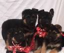 Small Photo #12 German Shepherd Dog Puppy For Sale in PORTERVILLE, CA, USA