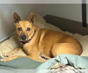 SHERIDAN - Female Carolina Dog Dog for Adoption - Photo #2