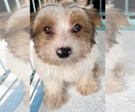 Cocoberry Yorkie Hypoallergenic - Male Mutt Dog for Adoption - Small photo