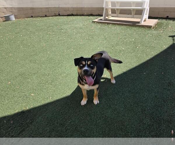 Medium Photo #5 American Staffordshire Terrier-Siberian Husky Mix Puppy For Sale in Rockwall, TX, USA