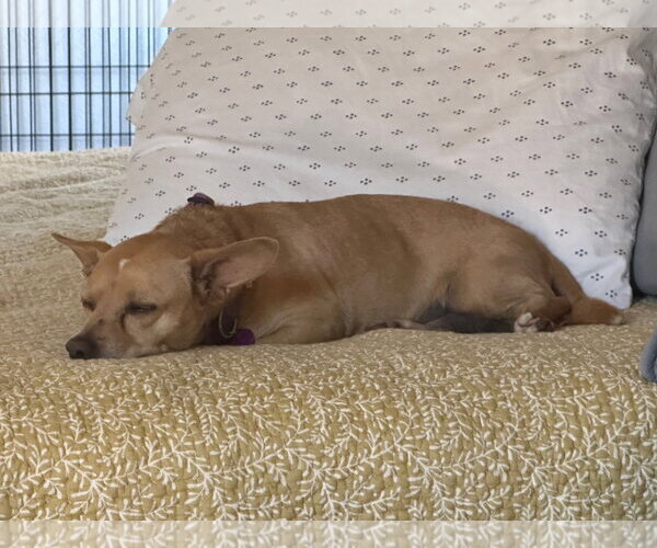 Medium Photo #4 Chihuahua-Unknown Mix Puppy For Sale in Aurora, CO, USA