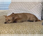 Small #3 Chihuahua Mix