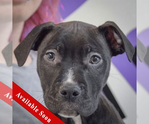 Medium Photo #1 American Staffordshire Terrier-Boxer Mix Puppy For Sale in Huntley, IL, USA
