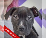 Small American Staffordshire Terrier-Boxer Mix