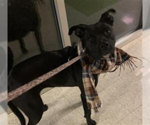 American Pit Bull Terrier-Unknown Mix Dogs for adoption in Plano, TX, USA