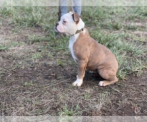 Olde English Bulldogge Puppy for sale in MCMINNVILLE, OR, USA