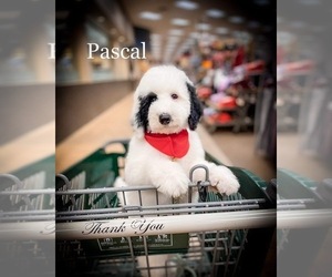 Sheepadoodle Puppy for sale in EAST GRAND FORKS, MN, USA