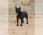 Small #18 Labrador Retriever