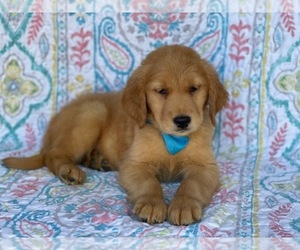 Golden Retriever Puppy for sale in LANCASTER, PA, USA