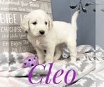 Small Photo #15 Goldendoodle Puppy For Sale in CEDAR GAP, MO, USA