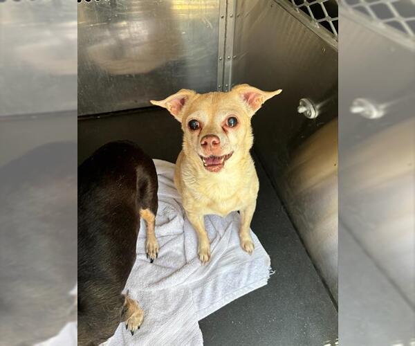 Medium Photo #1 Chihuahua-Unknown Mix Puppy For Sale in Grand Prairie, TX, USA