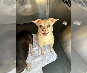 Chihuahua-Unknown Mix Dogs for adoption in Grand Prairie, TX, USA