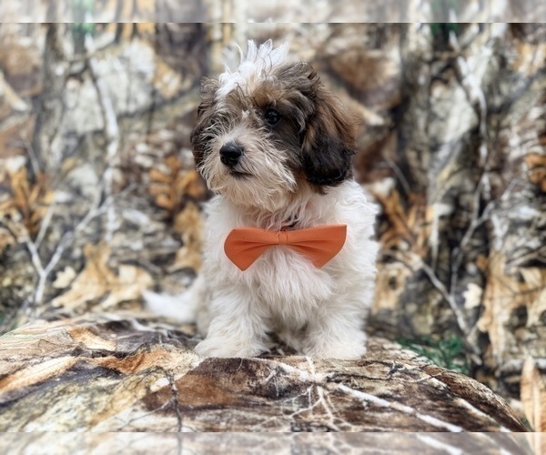 Medium Photo #5 ShihPoo Puppy For Sale in LAKELAND, FL, USA