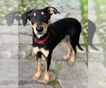 Small #9 Miniature Pinscher Mix