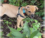 Small #3 American Staffordshire Terrier-Labrador Retriever Mix