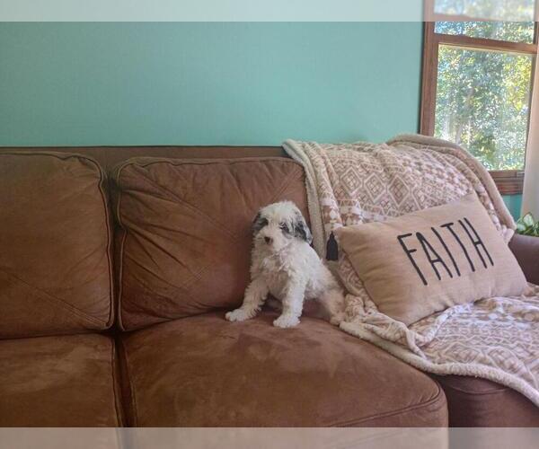 Medium Photo #2 Aussie-Poo Puppy For Sale in HOLMESVILLE, OH, USA