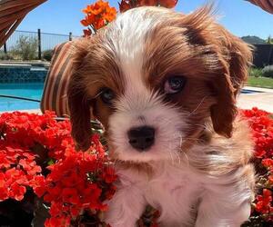 Cavalier King Charles Spaniel Puppy for sale in TEMPLETON, CA, USA
