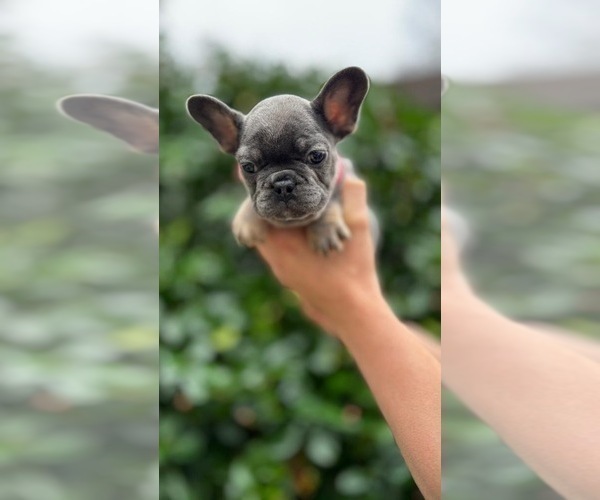 Medium Photo #7 French Bulldog Puppy For Sale in ERIAL, NJ, USA
