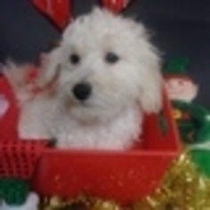 Bichon Frise Puppy for sale in INWOOD, IN, USA