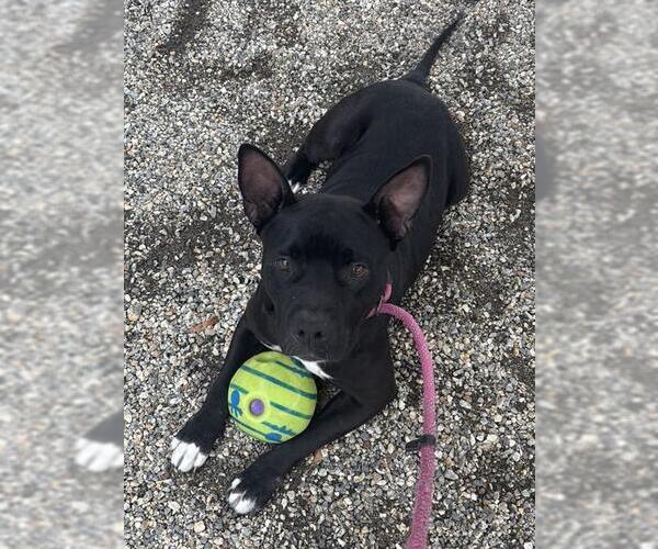 Medium Photo #1 Mutt Puppy For Sale in Palmetto, FL, USA