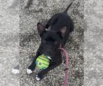 WILMA - Female Mutt Dog for Adoption - Small photo