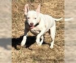Small #4 American Pit Bull Terrier Mix