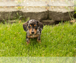 Small #1 Dachshund