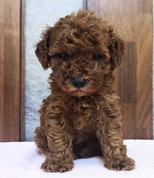 Medium Photo #1 Poodle (Toy) Puppy For Sale in MANHATTAN, NY, USA
