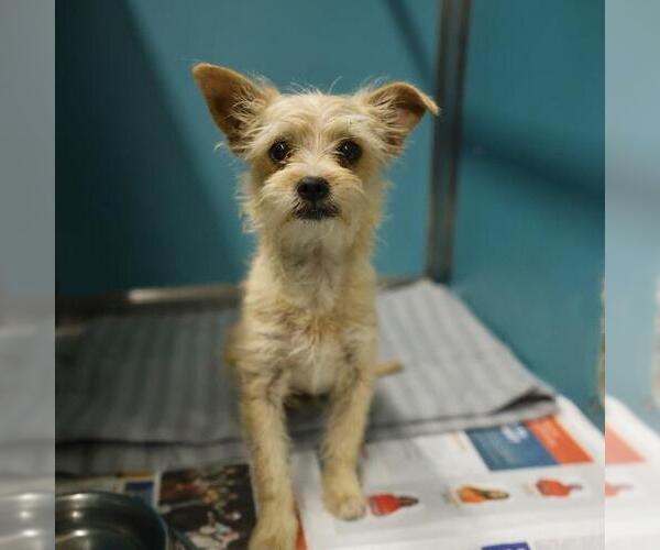 Medium Photo #1 Mutt Puppy For Sale in San Antonio, TX, USA