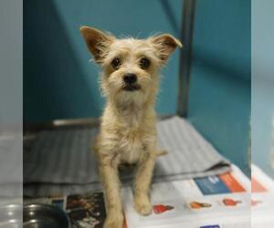 Mutt Dogs for adoption in San Antonio, TX, USA