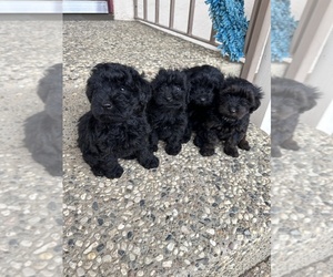 YorkiePoo Puppy for sale in PATTERSON, CA, USA