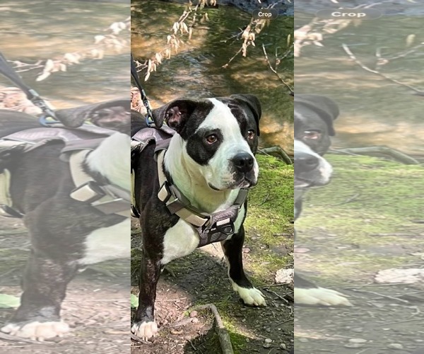 Medium Photo #2 Bulloxer Puppy For Sale in Lockport, NY, USA
