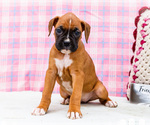 Puppy Minnie Boxer