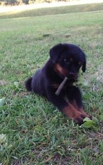 Rottweiler Puppy for sale in SCOTLAND NECK, NC, USA