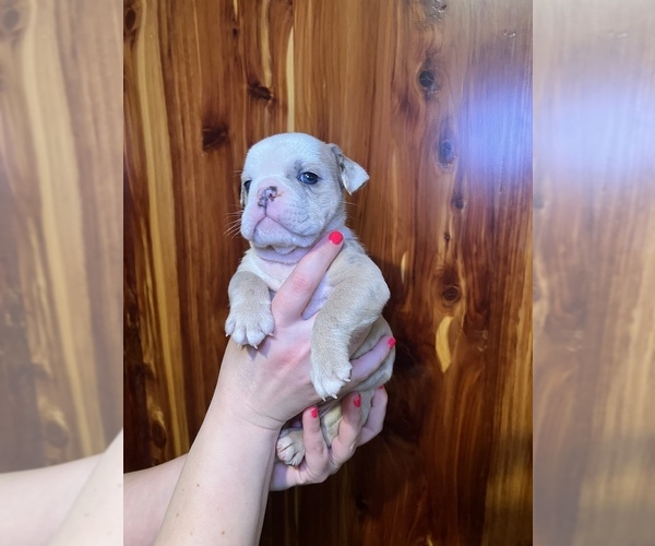 Medium Photo #16 Bulldog Puppy For Sale in GREERS FERRY, AR, USA