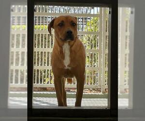 Medium American Pit Bull Terrier Mix