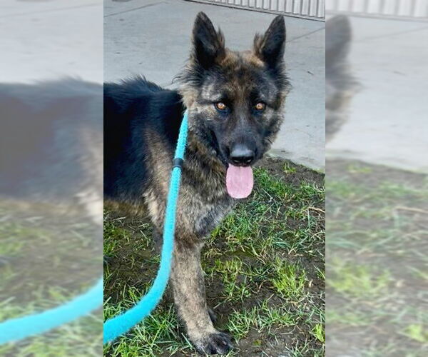 Medium Photo #1 Chow Chow-German Shepherd Dog Mix Puppy For Sale in Sacramento, CA, USA