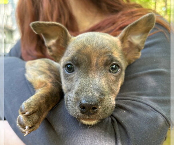 Medium Photo #1 American Pit Bull Terrier-Chihuahua Mix Puppy For Sale in Chester, VA, USA