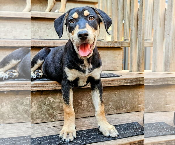 Medium Photo #6 Catahoula Leopard Dog-Rottweiler Mix Puppy For Sale in Chicago, IL, USA