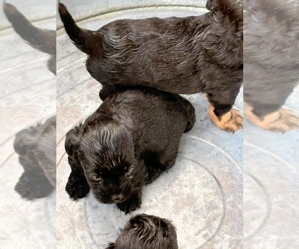 Medium Photo #13 YorkiePoo Puppy For Sale in FLORENCE, SC, USA