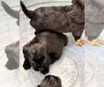 Small #12 YorkiePoo